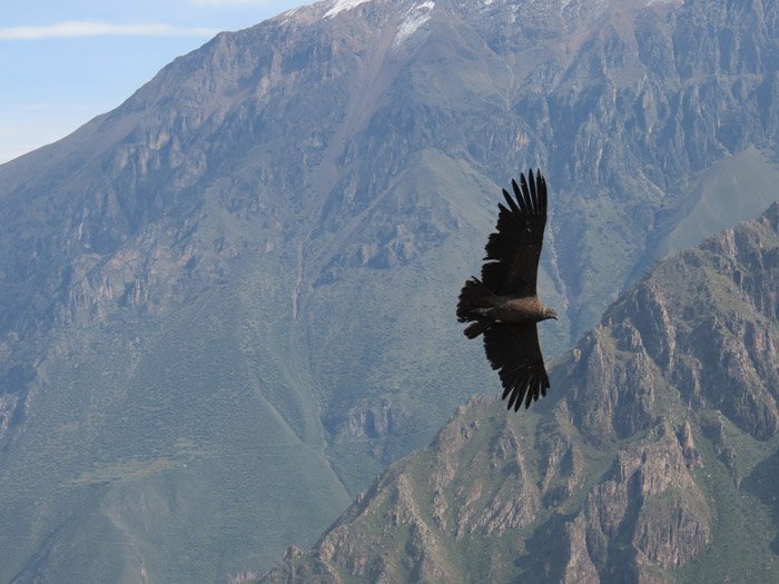 Condor Arequipa