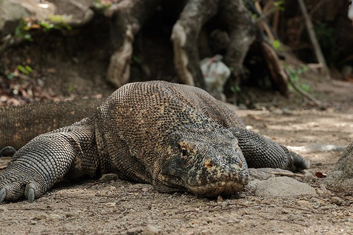 Dragão de Komodo
