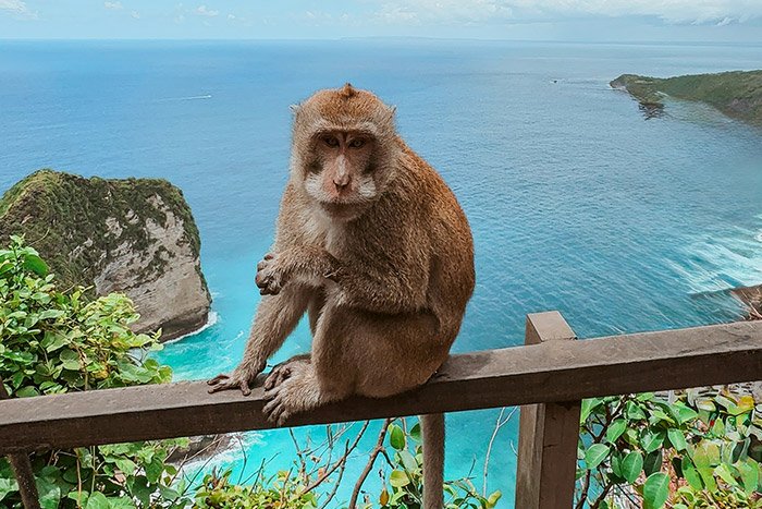 Macacos na Indonésia
